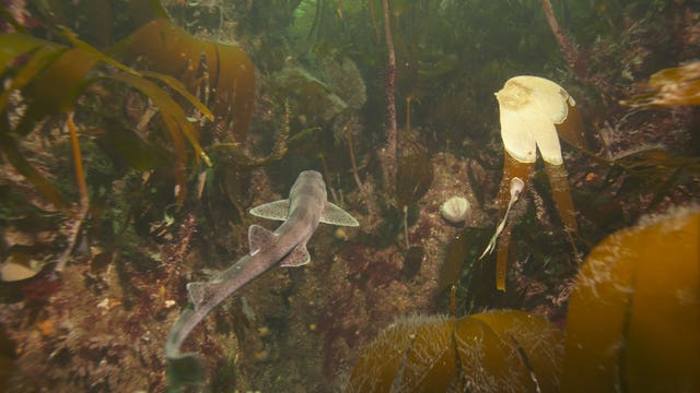 catshark swims through kelp forest