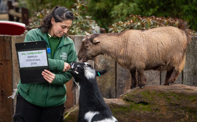 Veronica Heldt counts pygmy goats