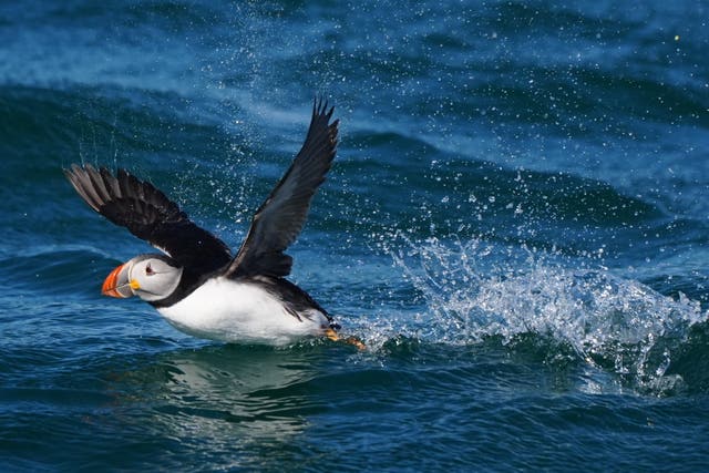 Puffins on the Farne Islands