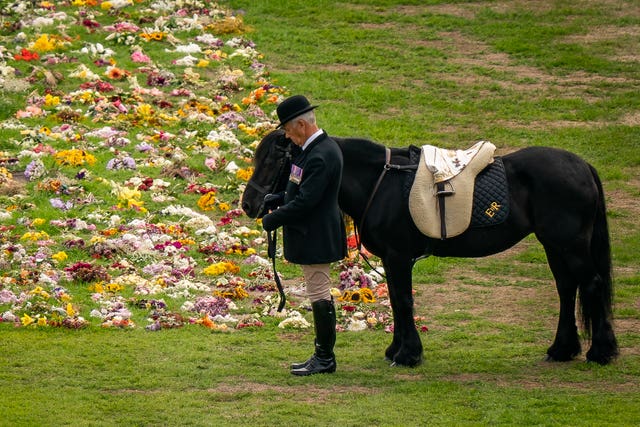 Queen's fell pony Emma