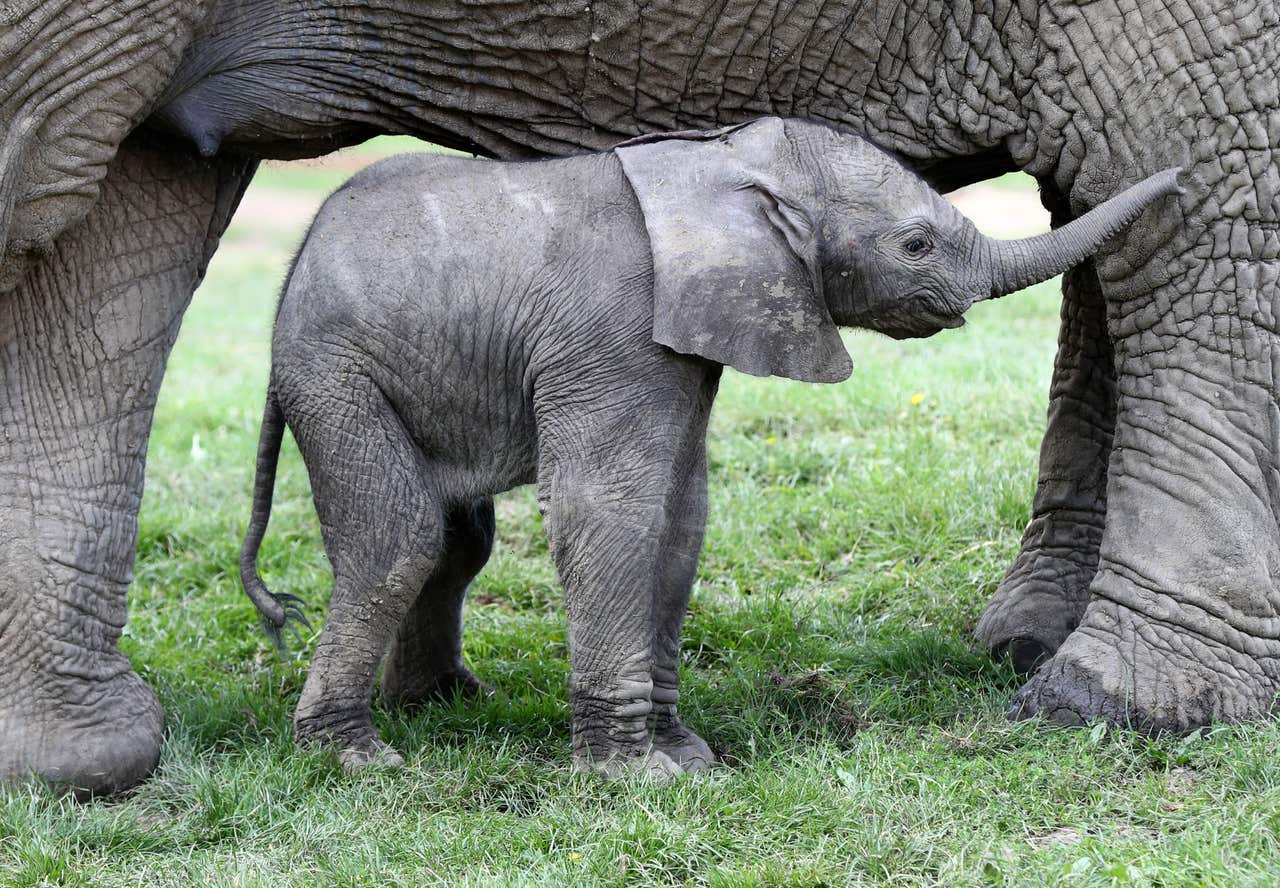 Watch this newborn baby elephant begin to explore the world | Express