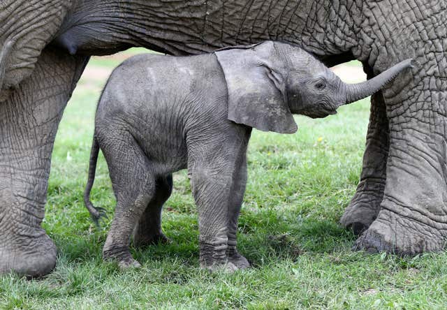 Watch this newborn baby elephant begin to explore the world | Express