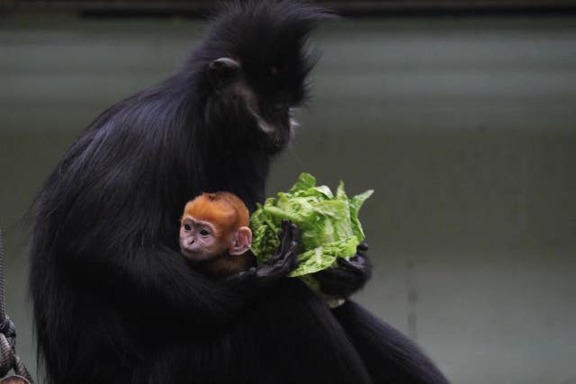 A black Francois' langur - a type of monkey with long fur - holds a lettuce. An orage baby Francois' langur pokes its head out from its lap.