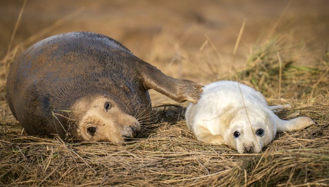 A mother with her baby seal pup, as grey seals return to Donna Nook National Nature Reserve in Lincolnshire, where they come every year in late October, November and December to give birth 