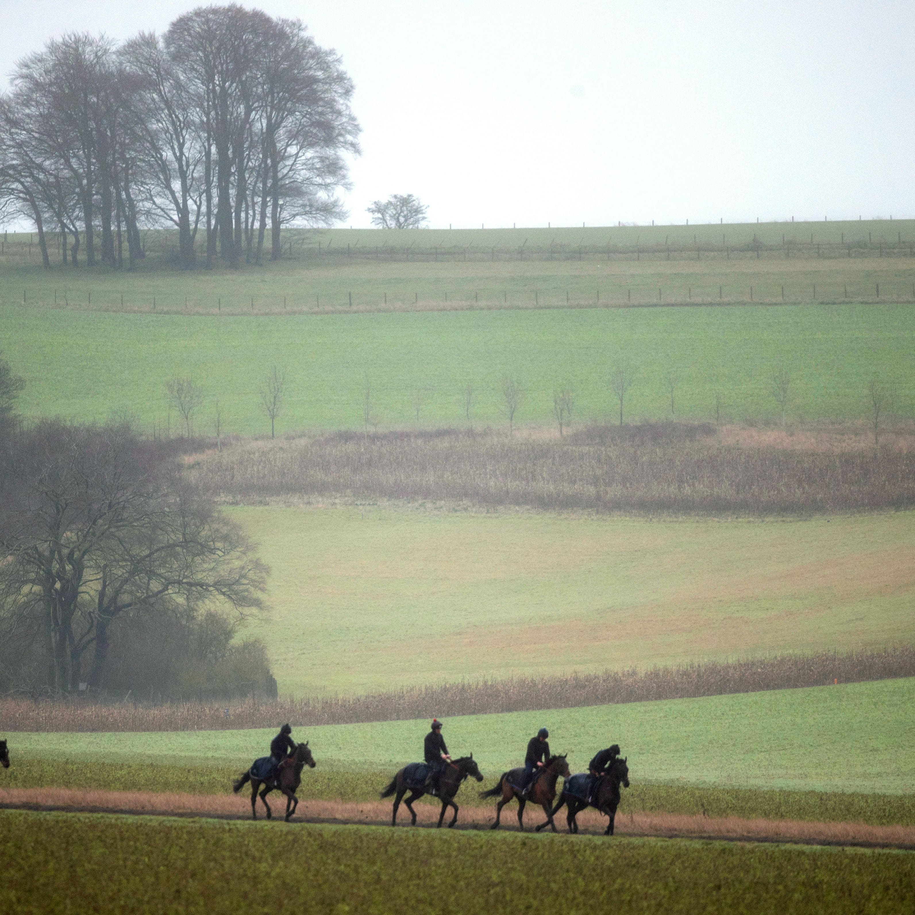 Horses return after being exercised on the gallops at Lambourn