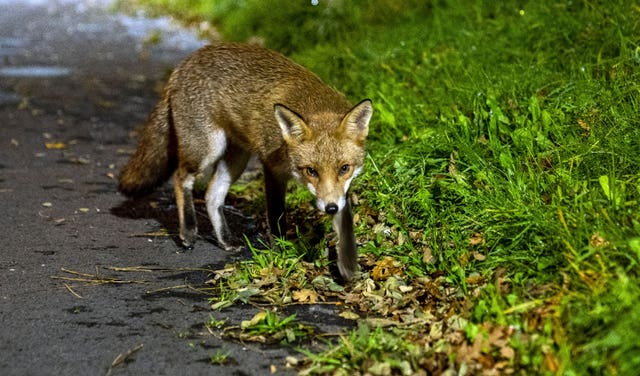 Urban fox