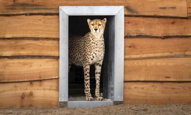 Endangered cheetahs arrive at Yorkshire Wildlife Park | Shropshire Star