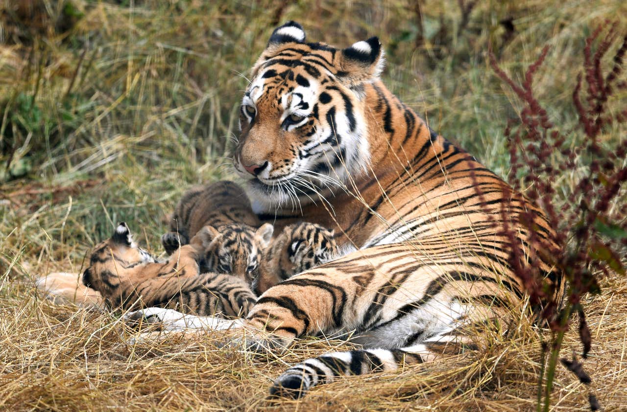 In Pictures: Adorable Cubs Venture Out To Mark International Tiger Day 