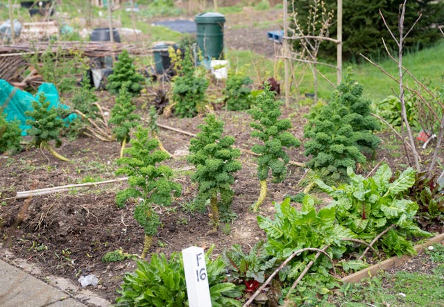 Fruit and vegetable patches in an allotment in Bromley (Giles Anderson/PA Wire)