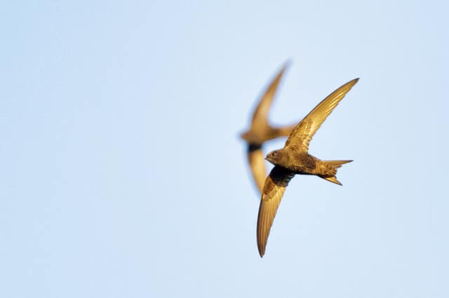 Swifts struggling in bad weather