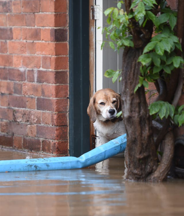 Roz's beagle Lady surveys the scene