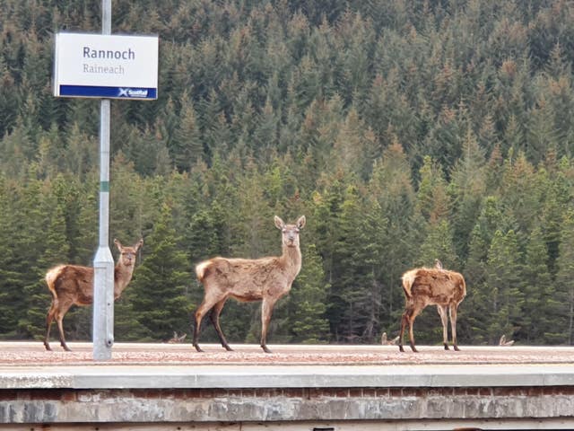 Deer on train platform