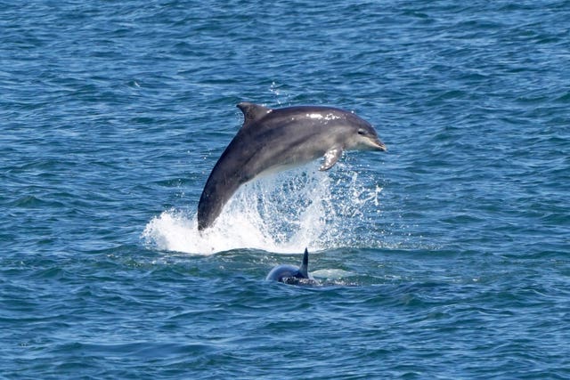 Dolphin leaping out of water on a fine sunny day