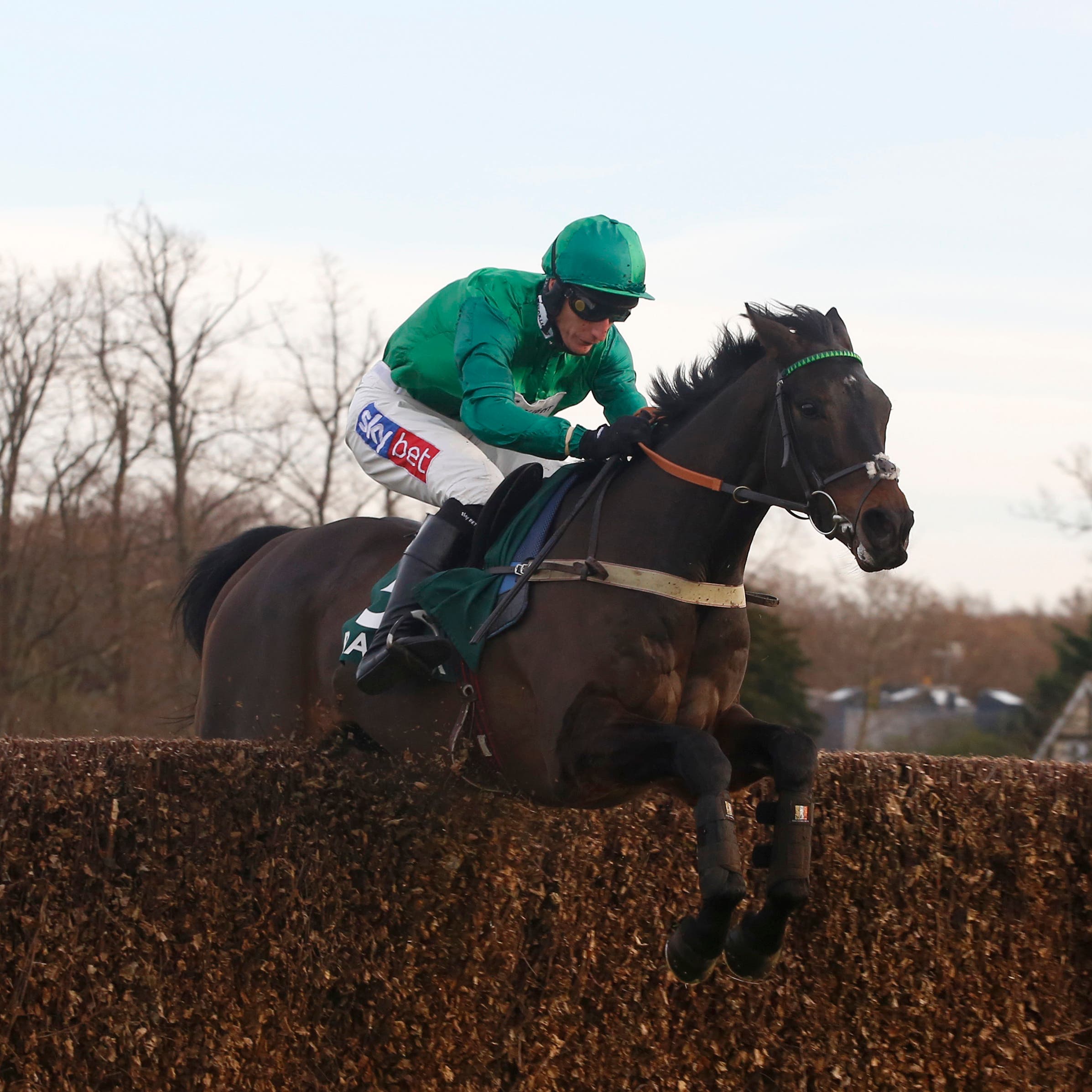 Sceau Royal could make his seasonal debut in the Shloer Chase