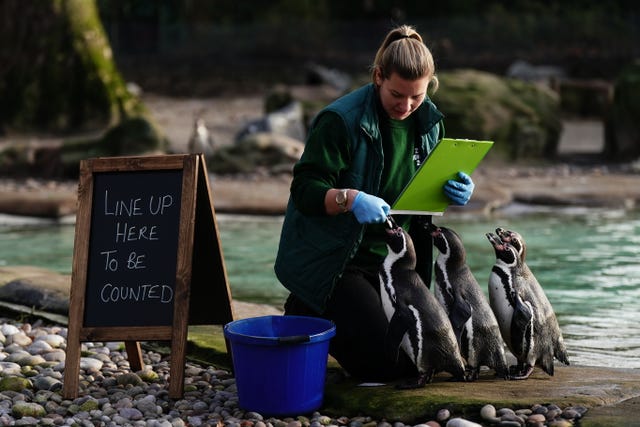 A woman, in a green fleece and blue latex gloves holding a clipboard, counts four penguins in front of her. A sign to the side says 'Line up here to be counted'