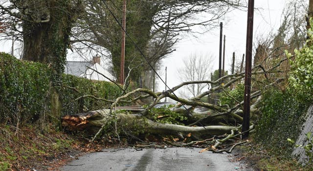 A fallen tree on Tullydraw Road near Dungannon 