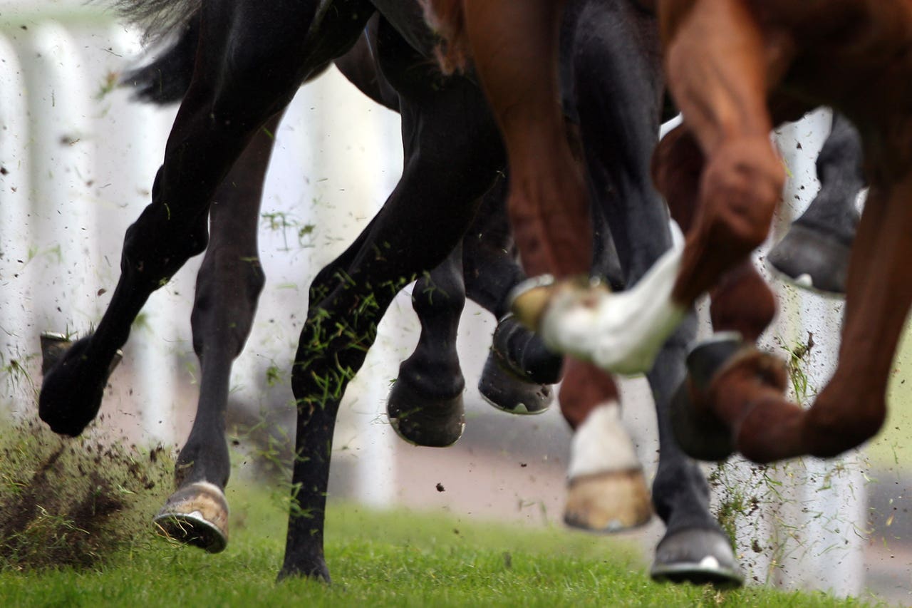 ‘No inkling’ thousands of Irish exracehorses were sent for slaughter