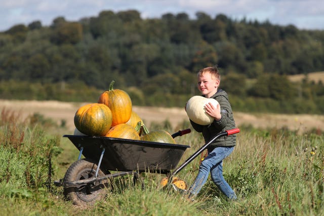 Pumpkin fields