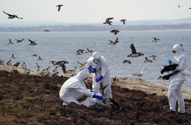 National Trust team of rangers clear dead birds from Staple Island, the Farne Islands, in bird flu outbreak
