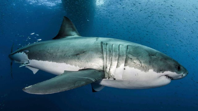 Great white shark