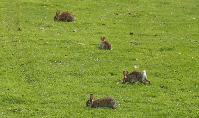 Rabbits in a field