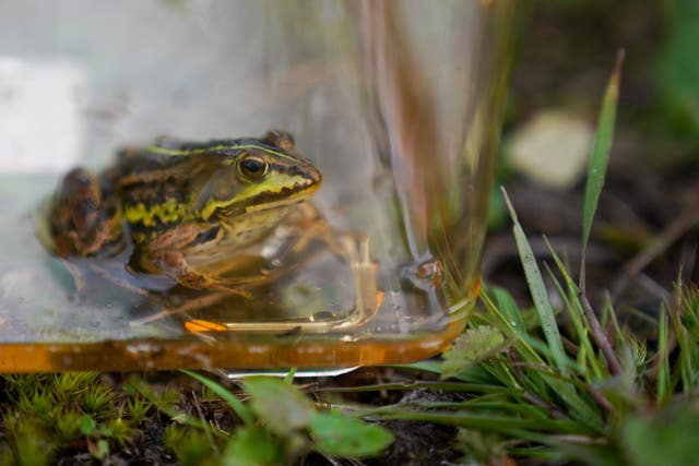 Northern pool frogs reintroduction