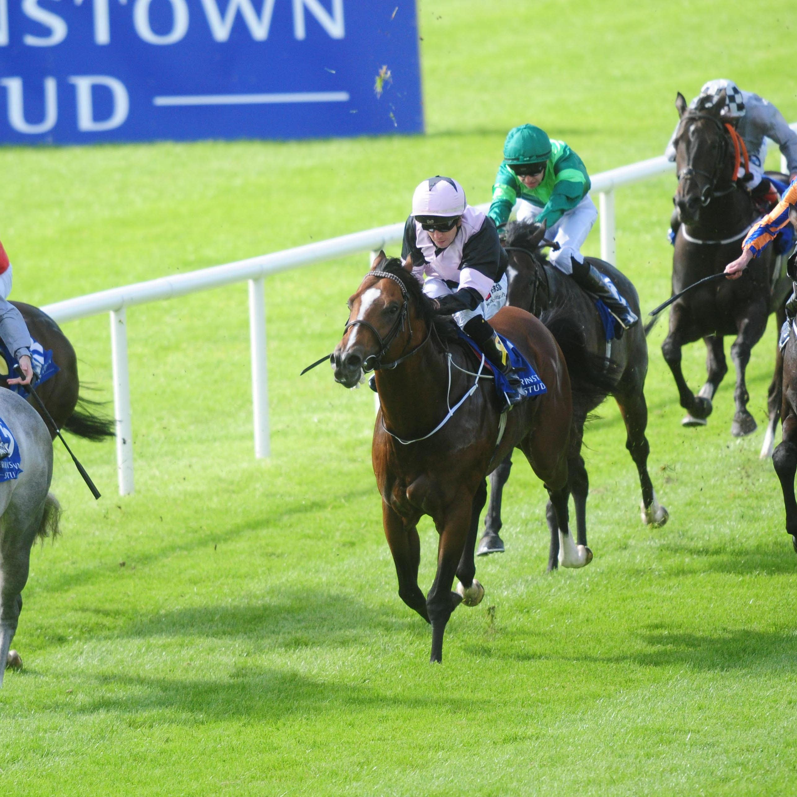 Hit The Bid found the ground too soft at the Curragh