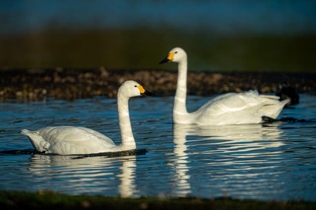 The first Bewick’s Swans have arrived at Slimbridge Wetland Centre in Gloucestershire (Ben Birchall/PA)