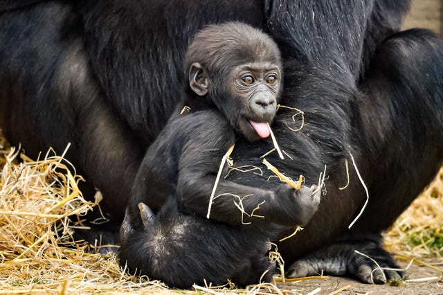 The gorilla will not be weaned until he is around four years old (Ben Birchall/PA)