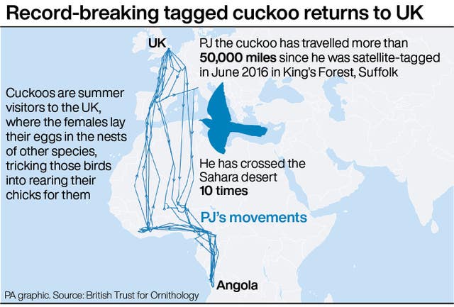 Record-breaking tagged cuckoo returns to UK