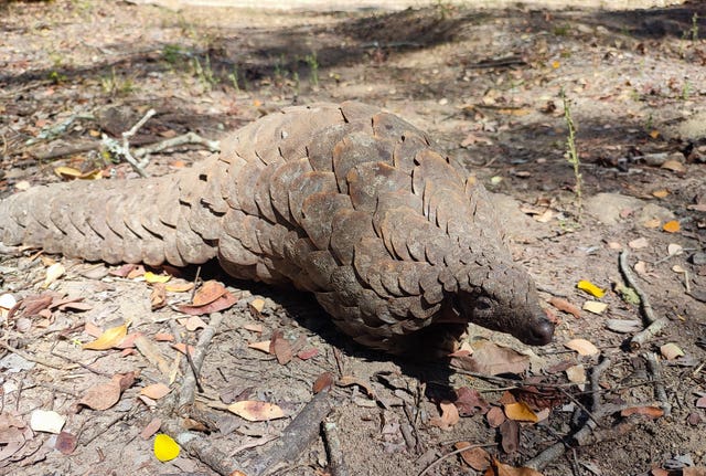 Fauna & Flora’s Species to Watch list 2026