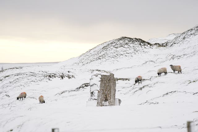 Sheep graze in a snow-covered field near High Green