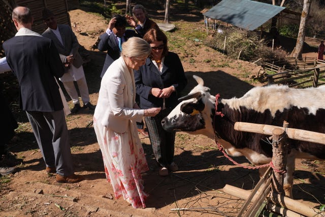 Sophie meets a cow