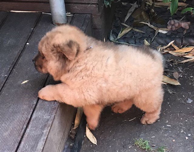 Chow chow puppy seized by police