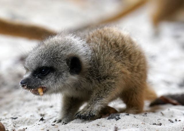 Newborn meerkats at Blair Drummond