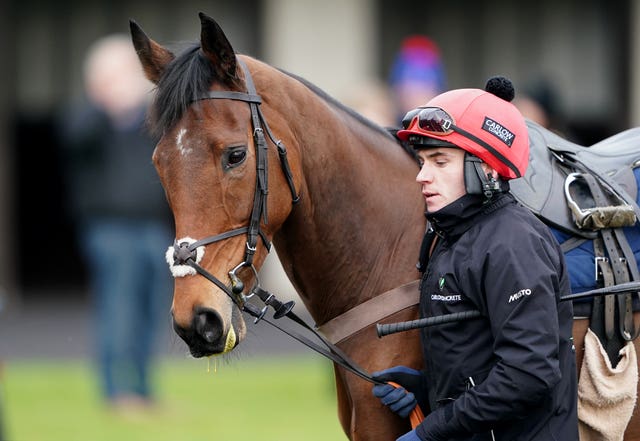 Love Envoi after a racecourse gallop at Kempton