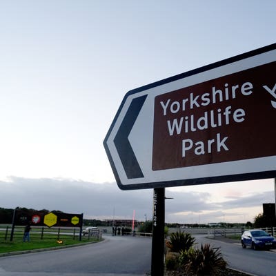 Man killed by tiger filmed as he approached animal inside enclosure