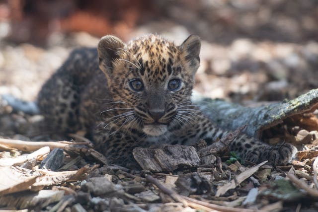 Sri Lankan leopard cubs at Banham Zoo