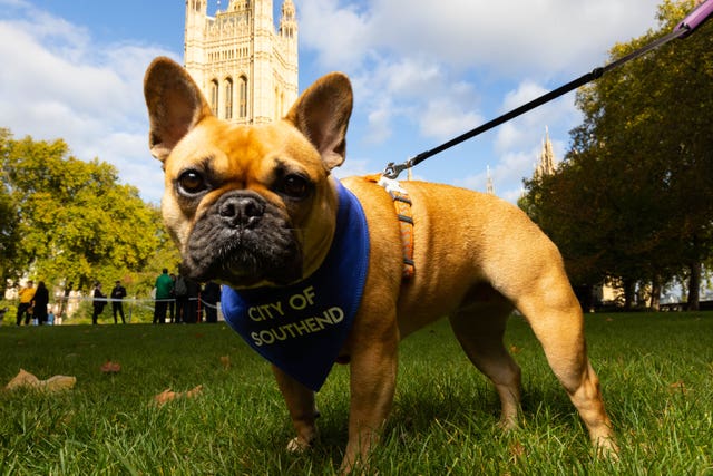 Westminster Dog of the Year