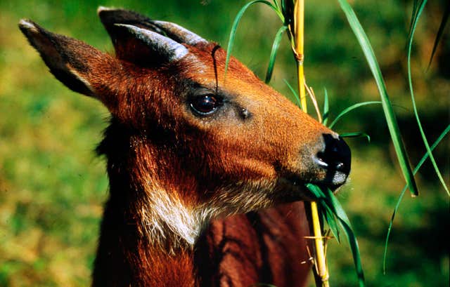 A serow, which features on the WWF's list of 10 endangered species facing extinction due to illegal trade