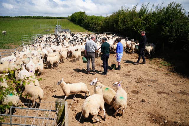 Farmer David Chugg, Prime Minister Rishi Sunak, parliamentary candidate for North Devon Selaine Saxby and Foreign Secretary Lord David Cameron feed sheep