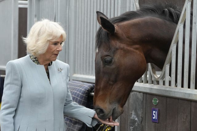 Queen Camilla meets former racing horse Percy Toplis during a visit to the British Racing School in Newmarket, Suffolk, to mark its 40th anniversary