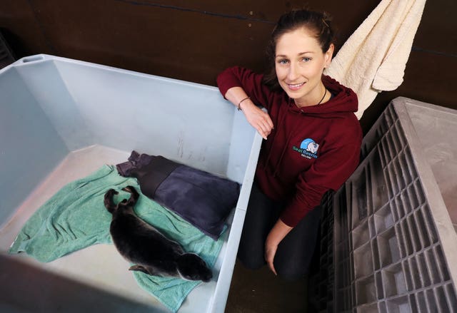 Seal Rescue Ireland use ‘Wetsuit Mammas’ to comfort orphaned pups