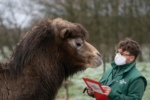 Bactrian camels are counted during the annual stocktake at ZSL Whipsnade Zoo