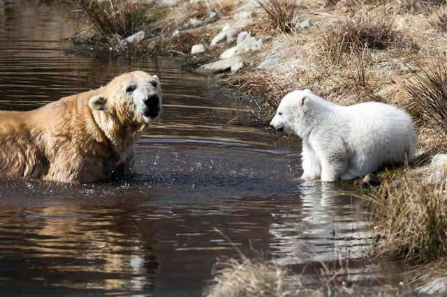 Polar bear cub