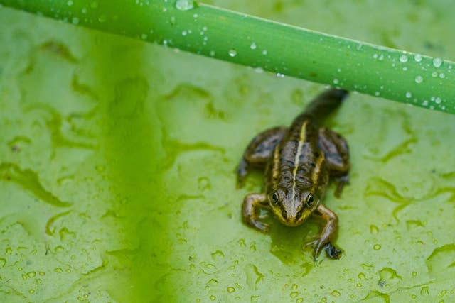 Northern pool frogs reintroduction