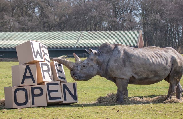 A southern white rhino beside a 'we are open' sign