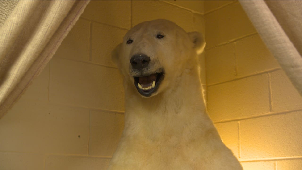Polar bear led to overhaul in way zoos care for such animals, experts