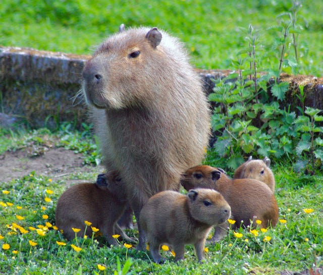 Exmoor Zoo celebrates birth of four capybaras | The Northern Echo