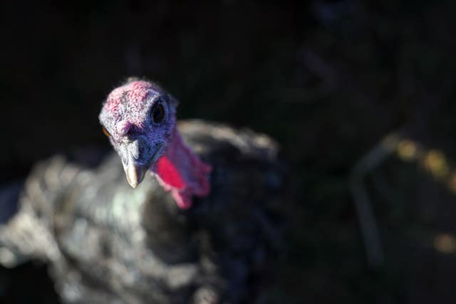 Turkeys (Steve Parsons/PA)